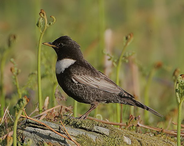 October 2016: Rye Harbour Nature Reserve Sightings